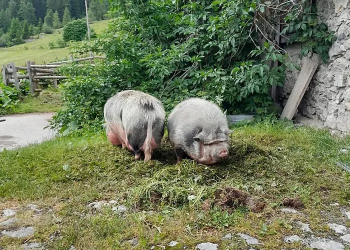 Familien-Bauernhof Neumoar