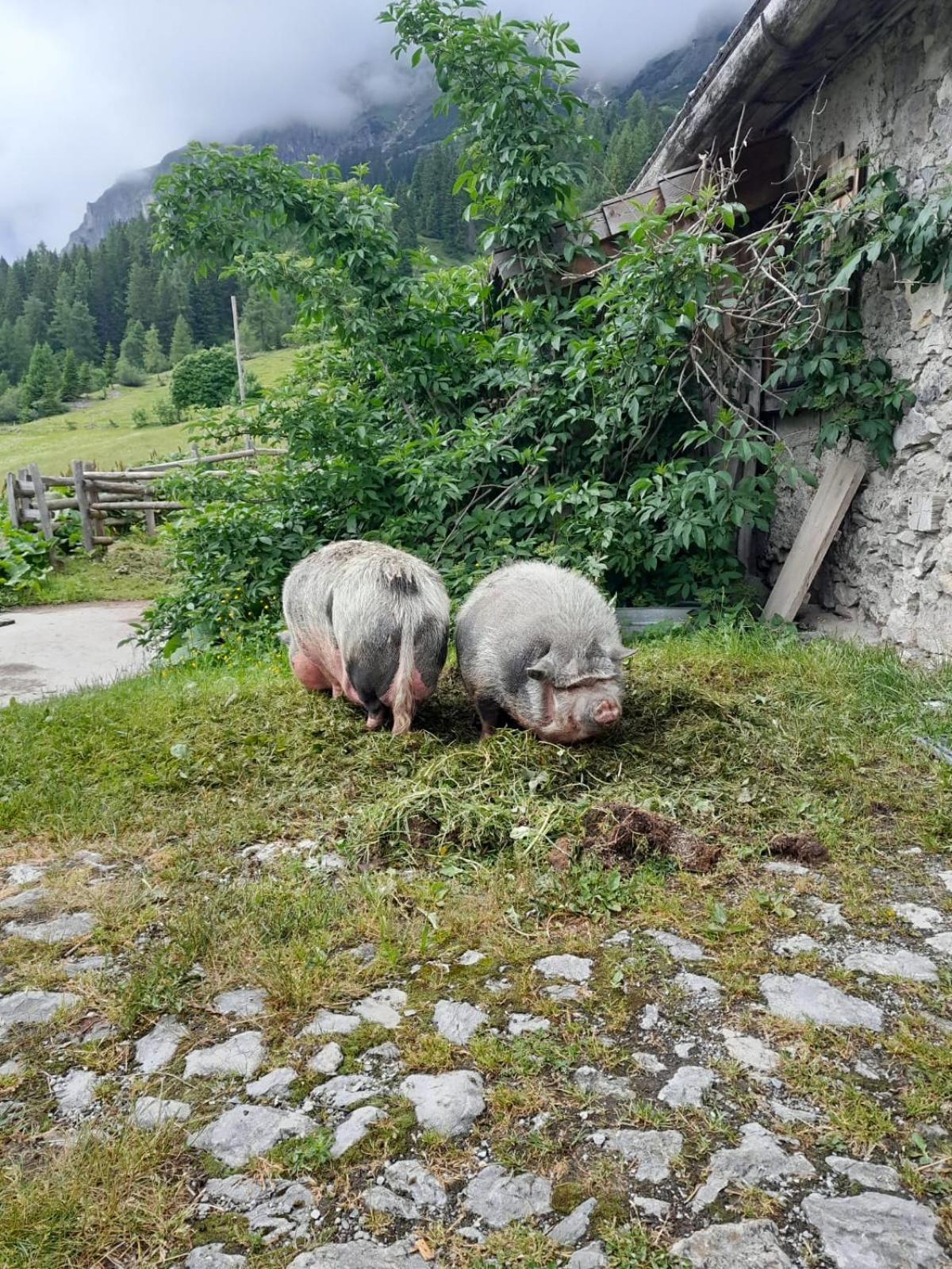 Familien-bauernhof Neumoar *